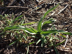 Hypoxis villosa