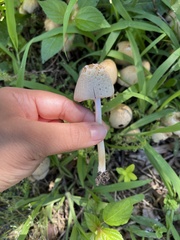 Psathyrellaceae
