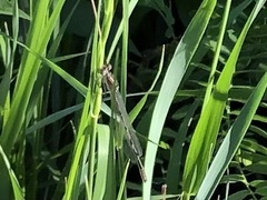 Lestes dryas
