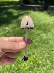 Psathyrellaceae