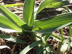 Hypoxis villosa