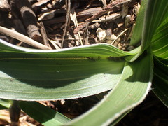 Hypoxis villosa