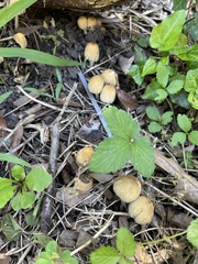 Psathyrellaceae