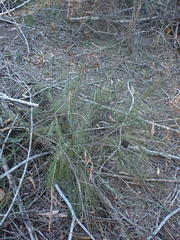 Thamnochortus glaber