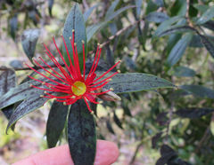 Metrosideros umbellata