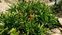 Sambucus racemosa racemosa