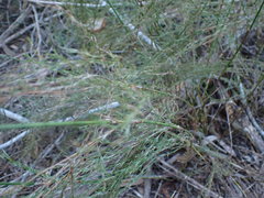 Thamnochortus glaber