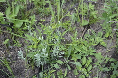 Clematis lathyrifolia