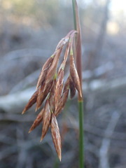Thamnochortus glaber