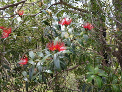 Metrosideros umbellata