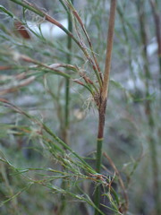 Thamnochortus glaber