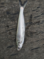 Eutropiichthys vacha