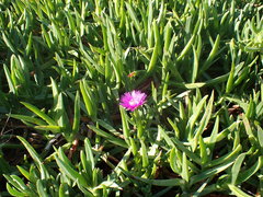 Carpobrotus deliciosus