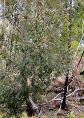 Metrosideros umbellata