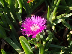 Carpobrotus deliciosus