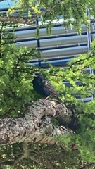 Sturnus vulgaris faroensis