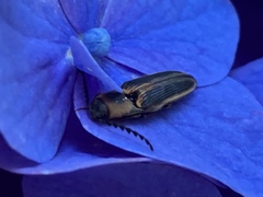 Megapenthes limbalis