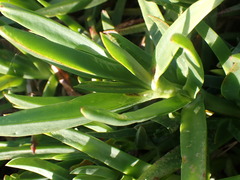 Carpobrotus deliciosus