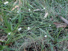 Ornithogalum juncifolium