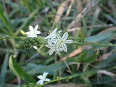 Ornithogalum juncifolium