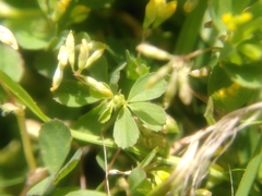 Trifolium micranthum
