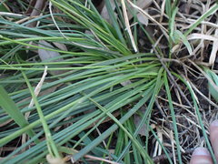 Ornithogalum juncifolium