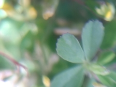 Trifolium micranthum