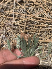 Plantago argyraea