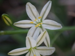 Ornithogalum juncifolium