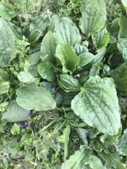 Plantago major