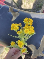 Tephroseris palustris