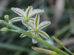 Ornithogalum juncifolium