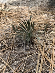 Plantago argyraea