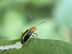 Cyclotrypema furcata