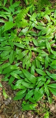 Clintonia borealis