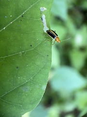 Cyclotrypema furcata
