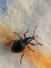 Otiorhynchus atroapterus