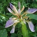 Stinking Iris - Photo Jymm, no known copyright restrictions (public domain)