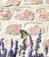 Papilio machaon