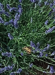 Papilio machaon