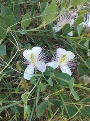 Capparis spinosa
