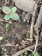 Dysdercus superstitiosus