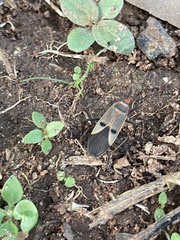 Dysdercus superstitiosus