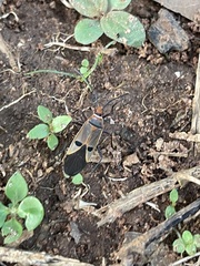 Dysdercus superstitiosus