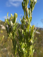 Leucadendron ericifolium