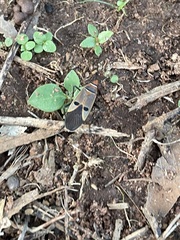 Dysdercus superstitiosus