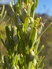 Leucadendron ericifolium