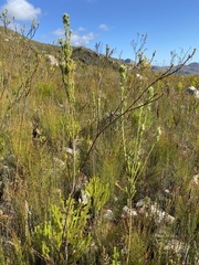 Leucadendron ericifolium