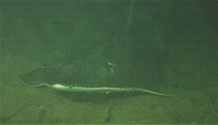 Rhynchobatus australiae