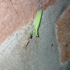 Eomantis